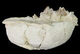 Rare, Fossil Bear Dog (Daphoenus) Jaw Section - South Dakota #143951-1